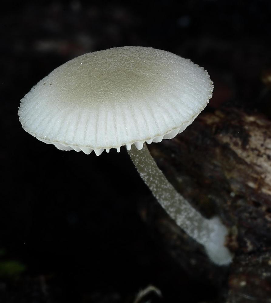 pluteus 01.JPG