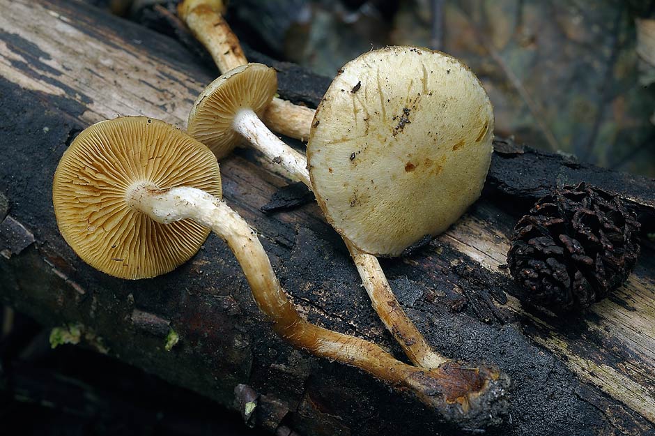 Pholiota conissans 4823 05.jpg