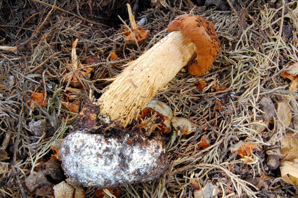 Battarraea phalloides 6524_09.JPG