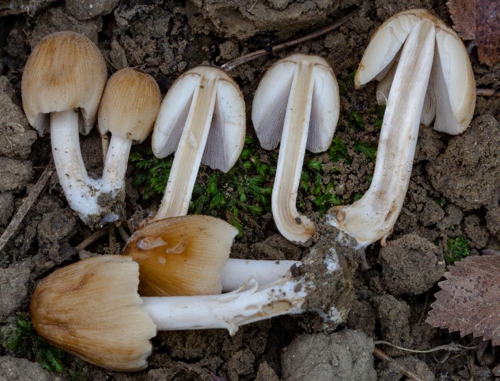 Coprinellus micaceus 03.jpg