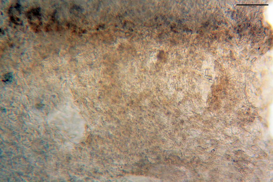 urnula pouchetii 4829 05.jpg