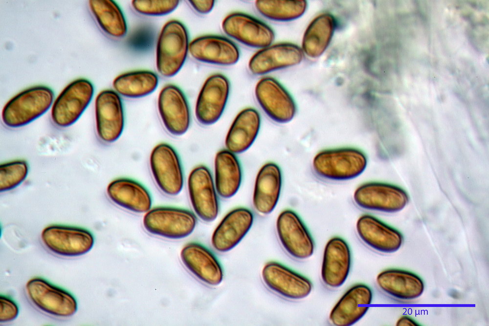 pholiota tuberculosa 5165 22_resize.jpg