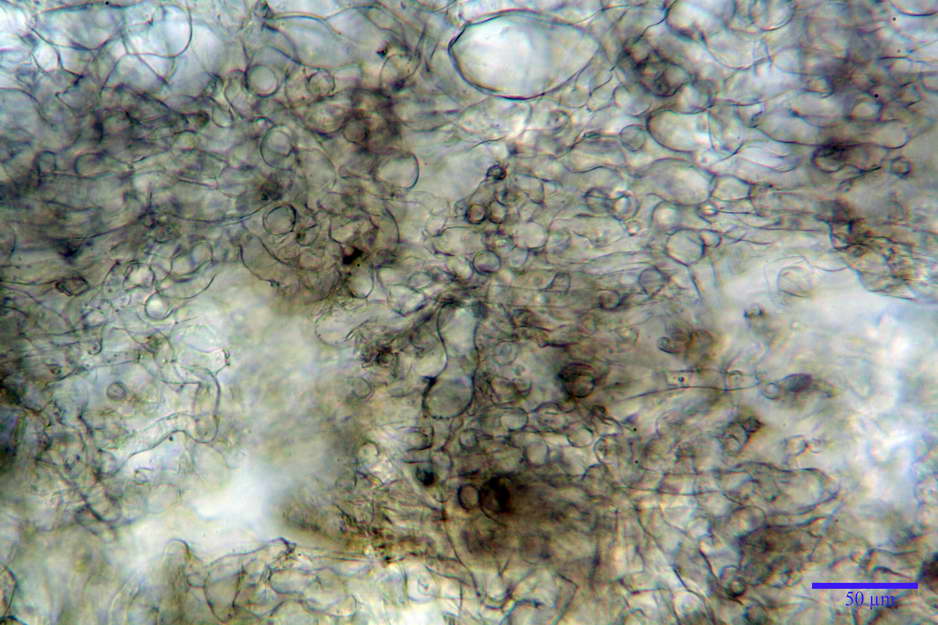 peziza badioides 4670 15.jpg