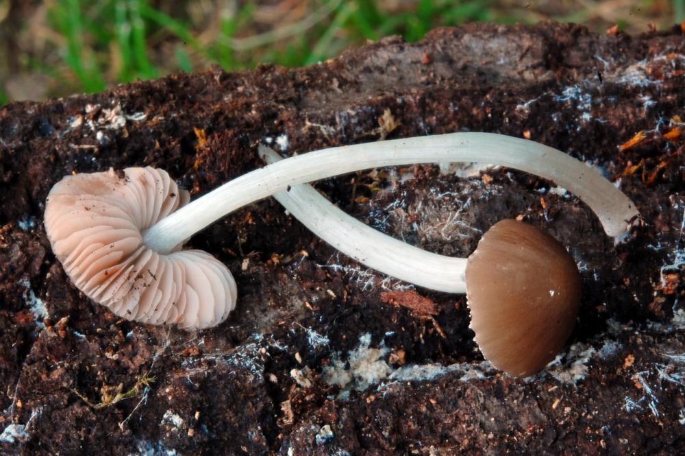 Pluteus nanus 6548_2.JPG