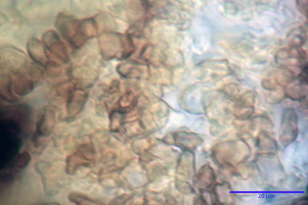 Podophacidium xanthomelum 7945 21_resize.JPG