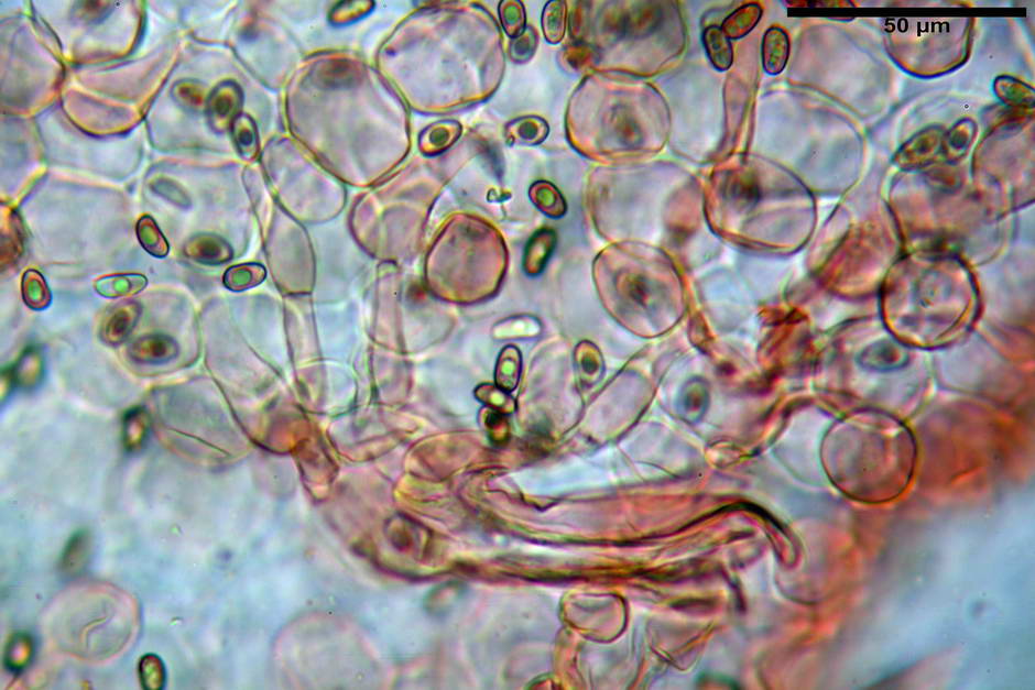 psathyrella 13.jpg