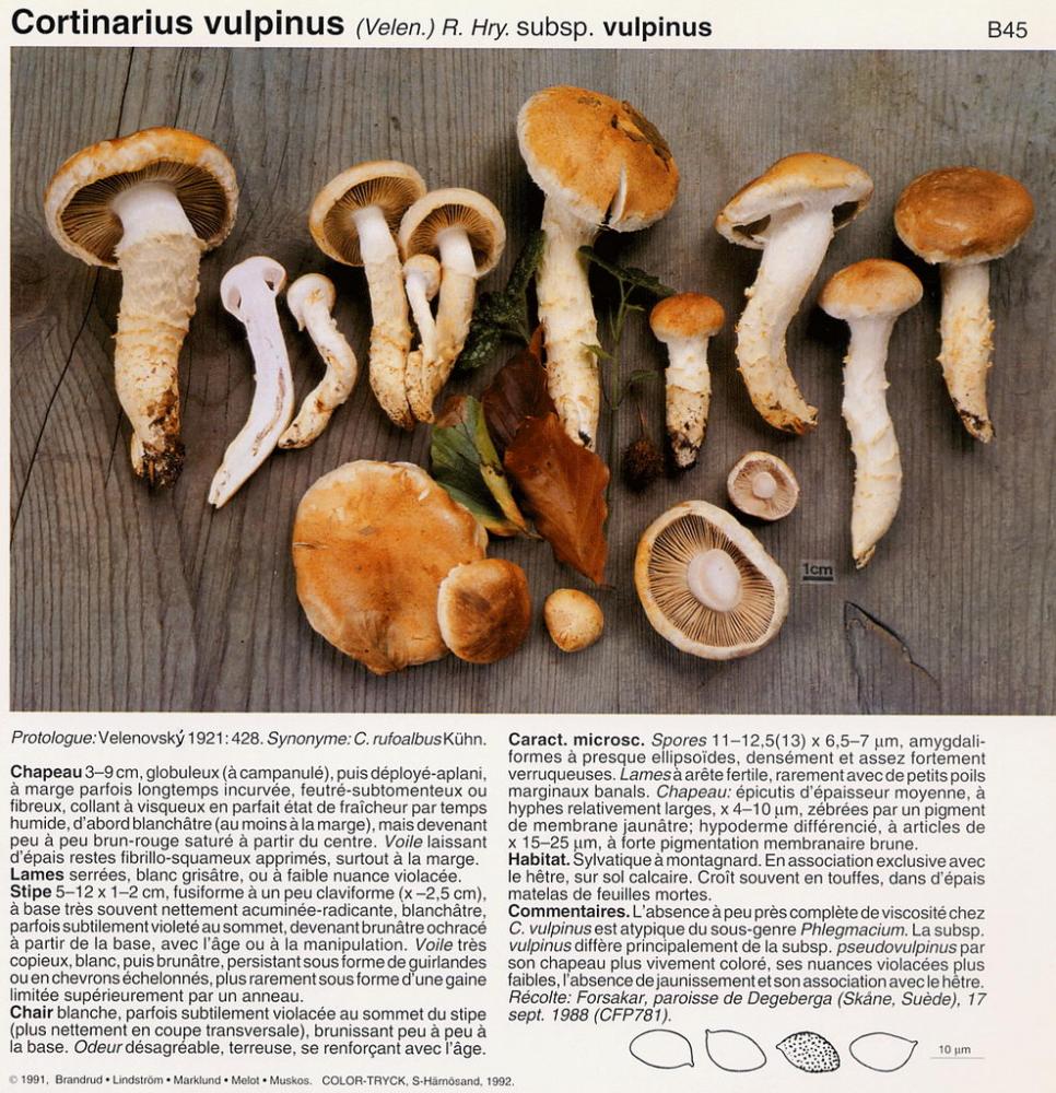 vulpinus.jpg