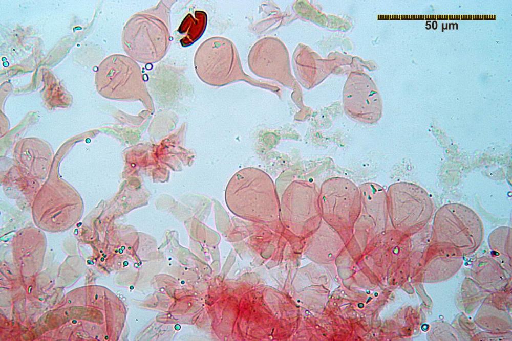 conocybe inocybeoides pileipellis e pileocistidi 91.jpg