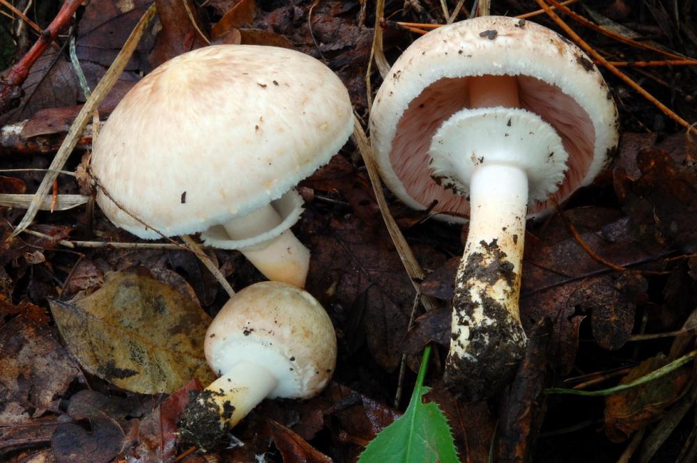 Agaricus porphyrizon 6580_2.JPG