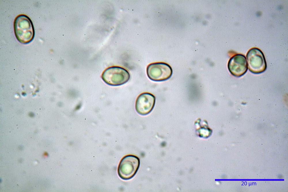 Pluteus rangifer 6112 26.JPG