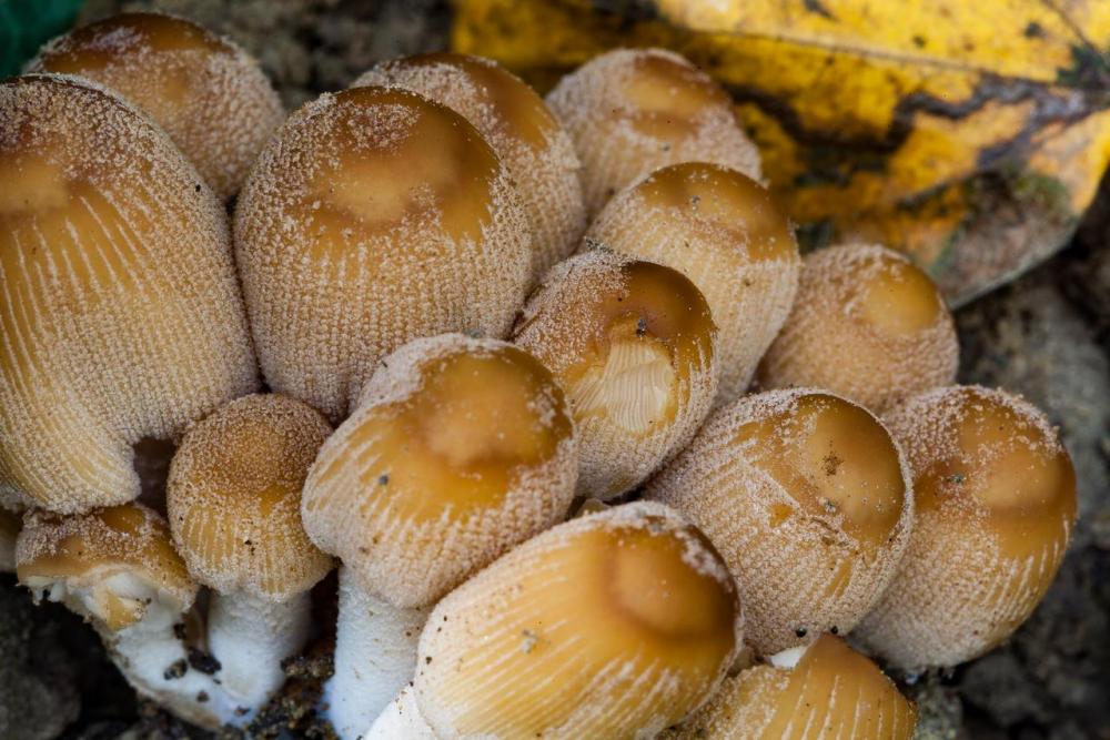 Coprinellus micaceus 04.jpg