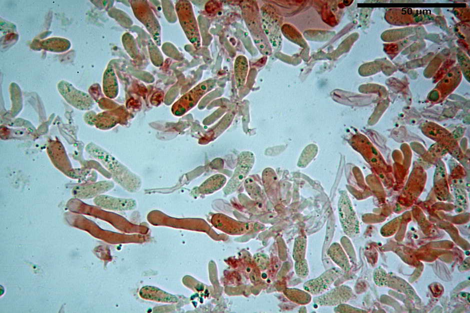 pholiota tuberculosa 4736 14.jpg