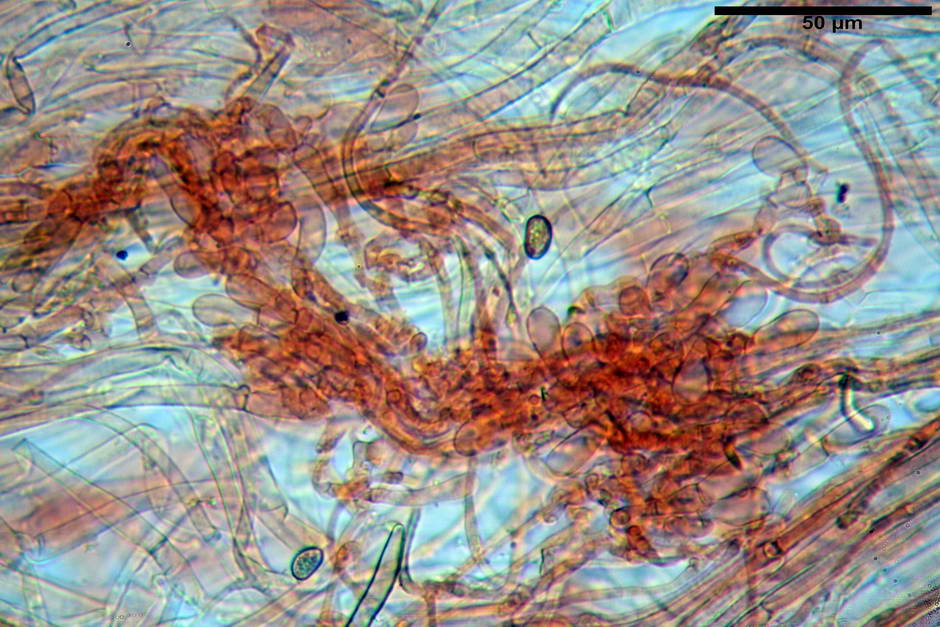 inocybe dulcamara fo peronata 4847 65.jpg