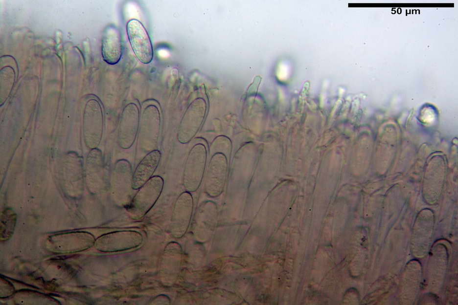 urnula pouchetii 4829 10.jpg