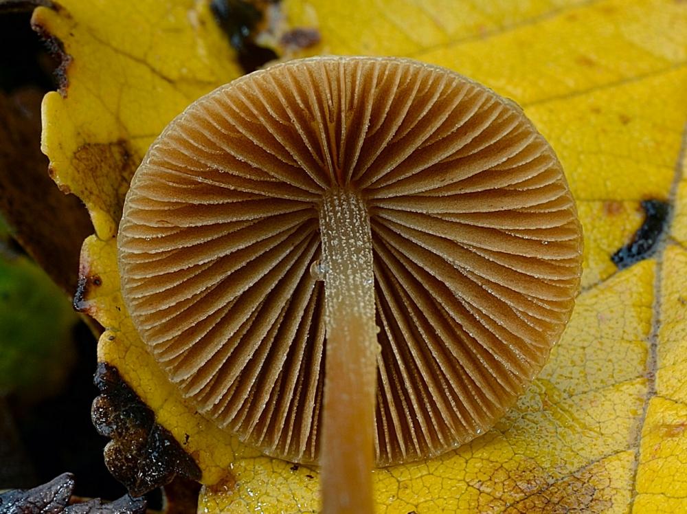 Conocybe juniana va  sordescens 02_ridimensiona.jpg