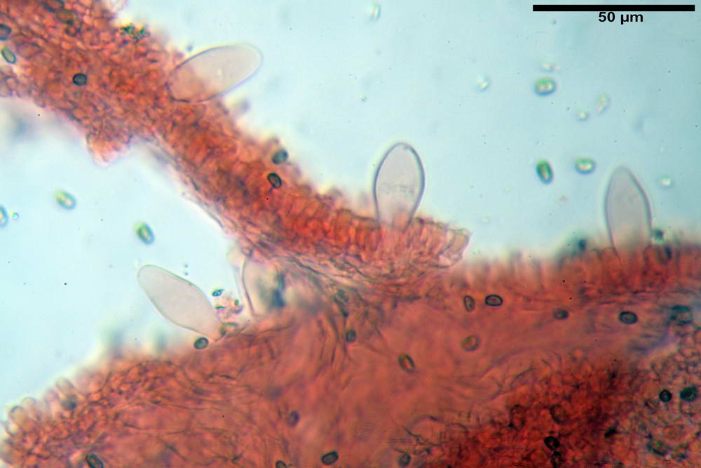 psathyrella hydrophila 30.jpg