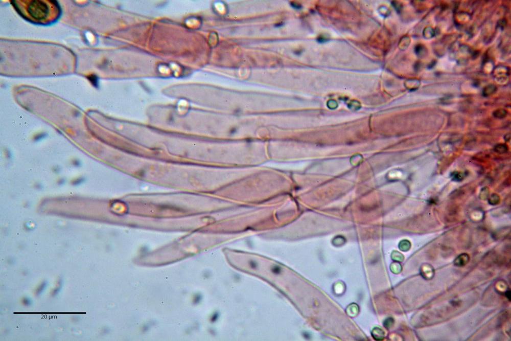 Cystodermella cinnabarina 27.JPG