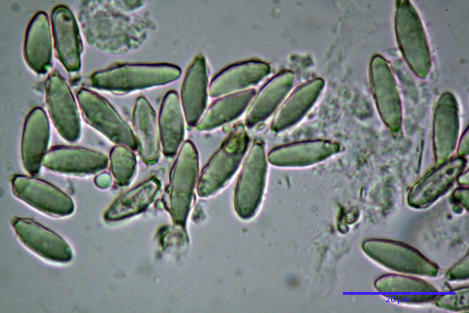 hysterangium 20.jpg