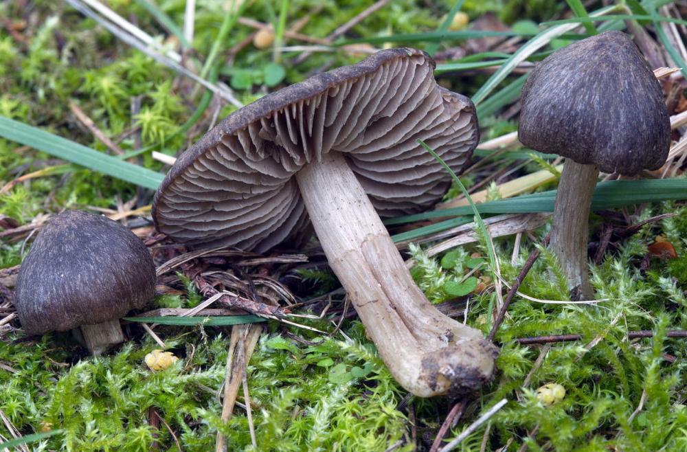 Entoloma plebejum 6072 03.jpg