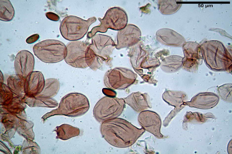 conocybe 12.jpg