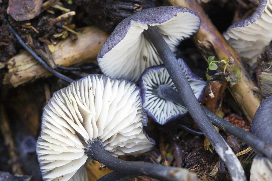 entoloma 04.jpg