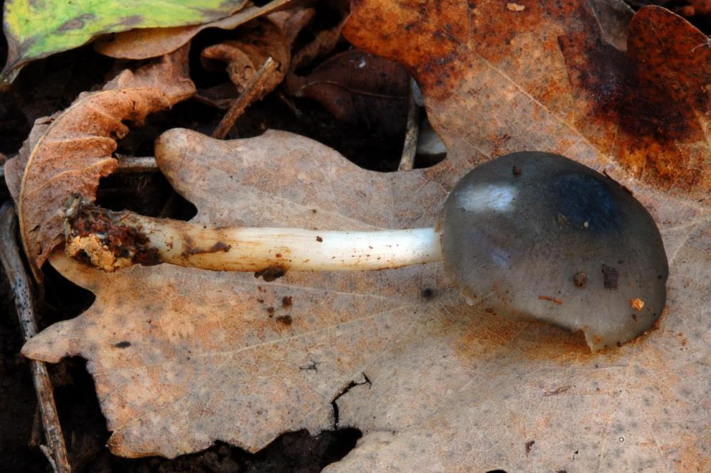 Pluteus salicinus 6570_1.JPG