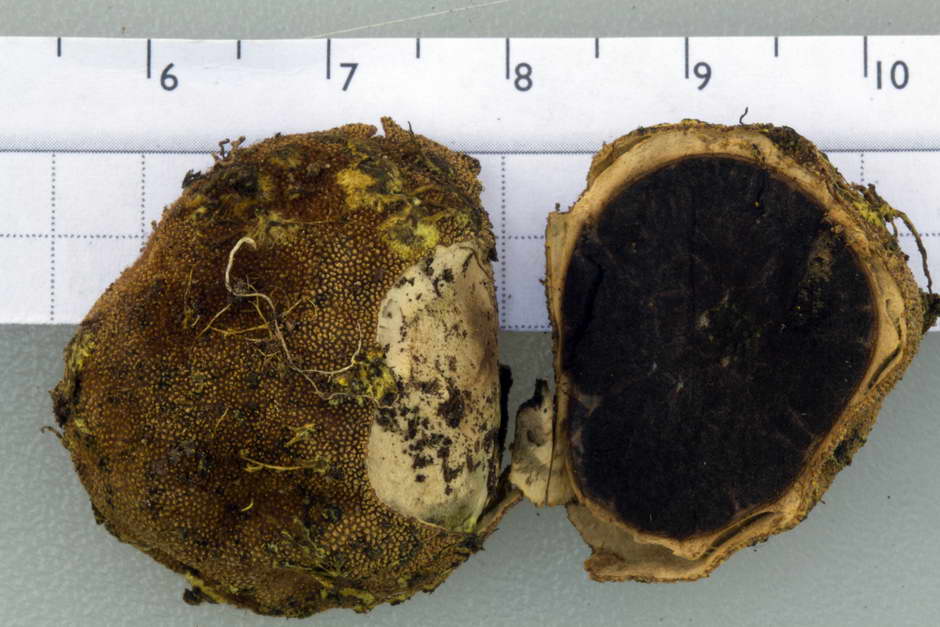 elaphomyces granulatus 4710 03.jpg