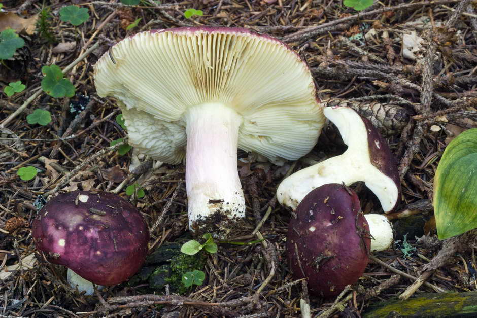 russula 04.jpg