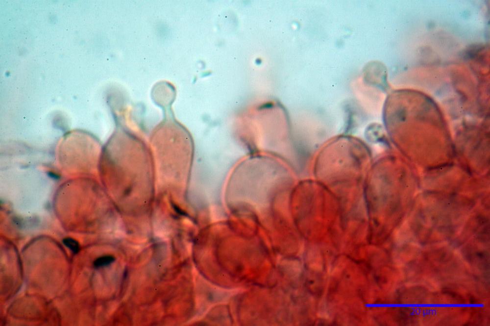 Conocybe macrospora 5900 21 - Copy_resize.jpg