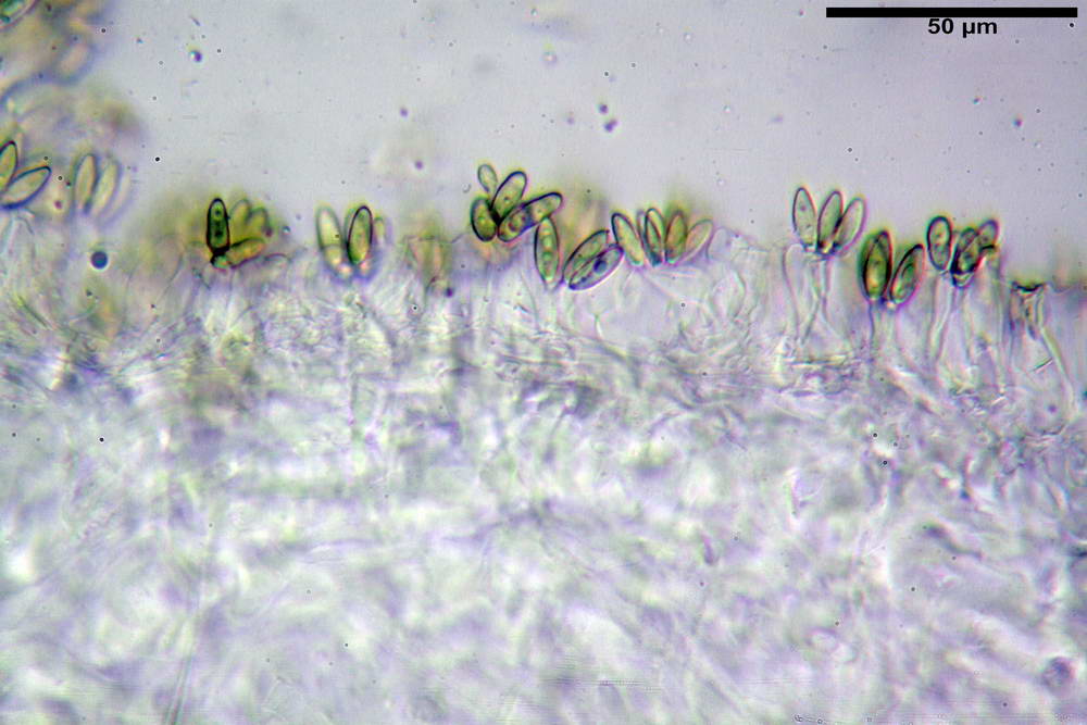 hysterangium coriaceum 5056 12.jpg