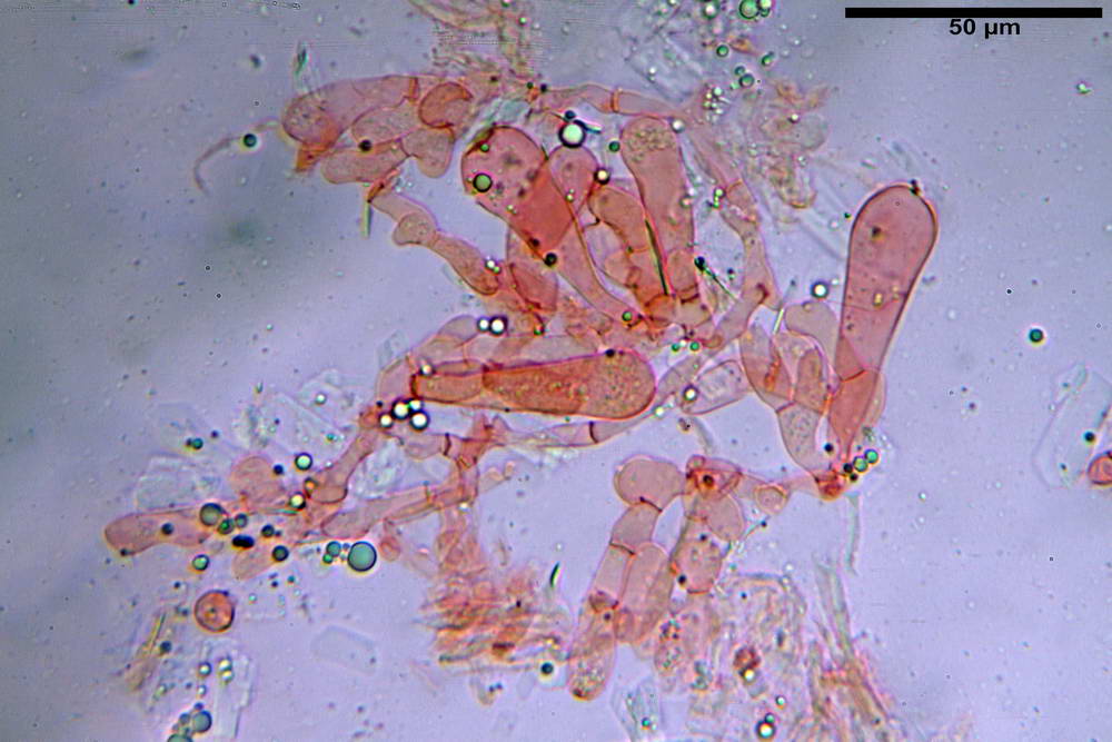 amanita ceciliae 28.jpg