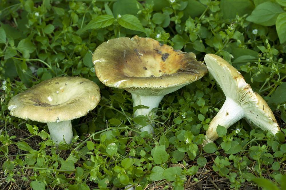 russula heterophylla 01.jpg