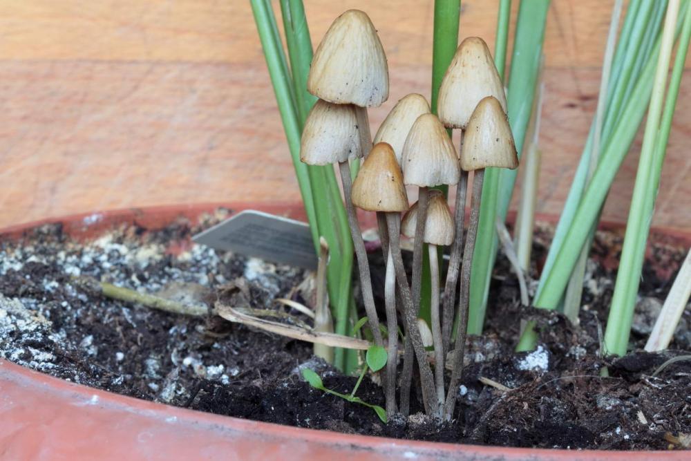 conocybe rickenii 4636 02.jpg