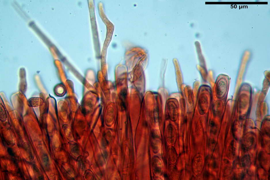 peziza badioides 4670 35.jpg