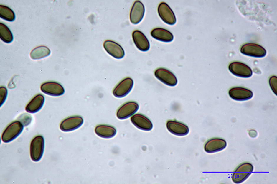 psathyrella 24.jpg