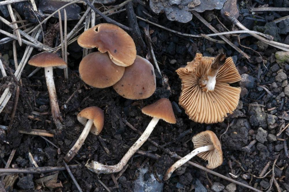 Conocybe anthracophila 22.04.2023 Osp  copia.jpg