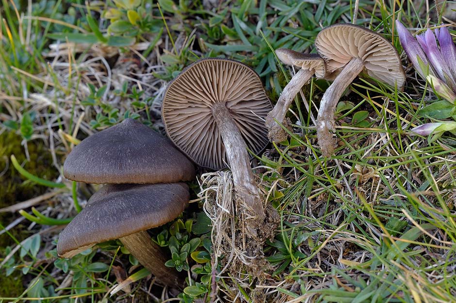 entoloma vernum 4655 01.jpg