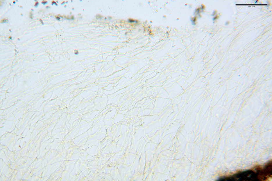 pholiota higlandensis 4837 02.jpg