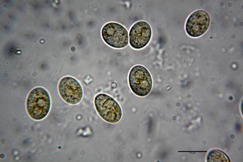 Pilobolus kleinii 9525 23.JPG