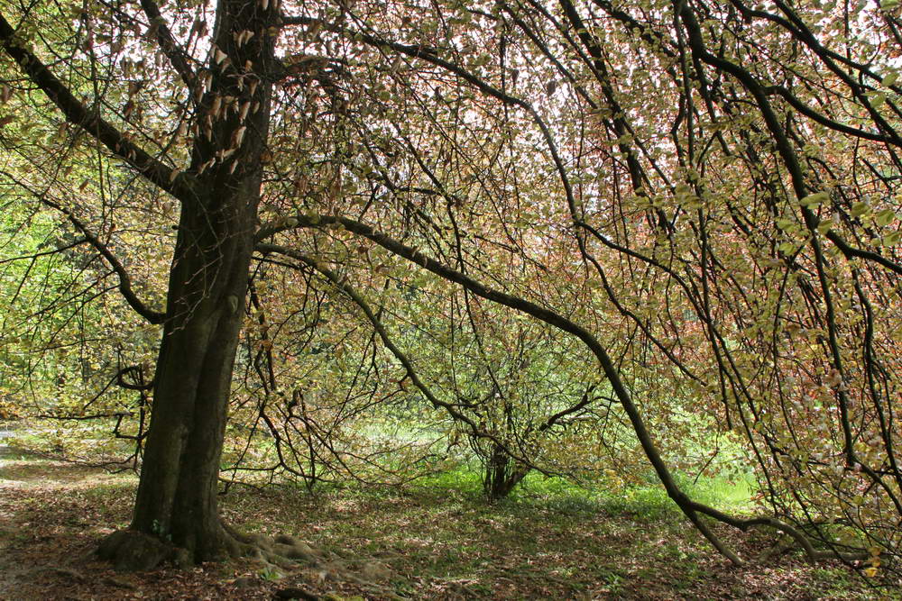 arboretum 73.jpg