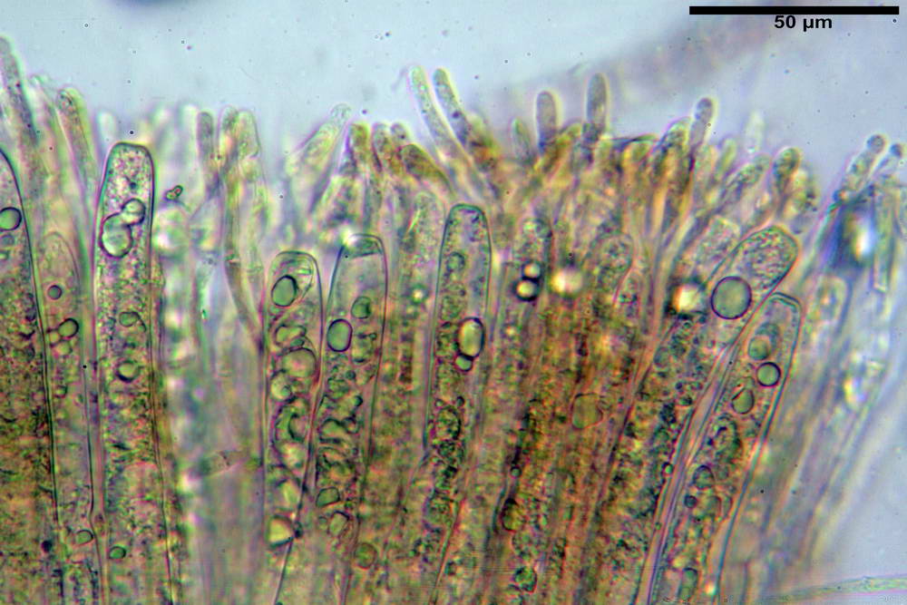 peziza succosella 34_resize.jpg