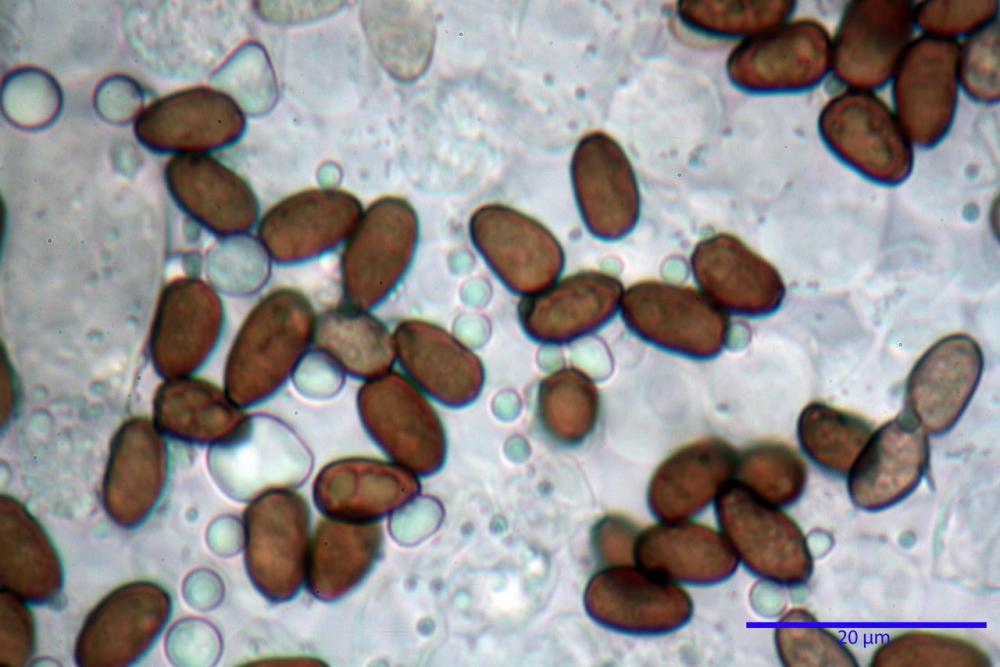 Psathyrella olympiana 52.jpg