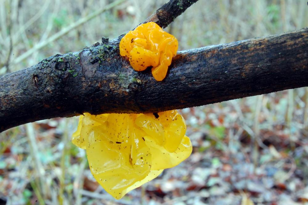 Tremella mesenterica 6523_1.JPG