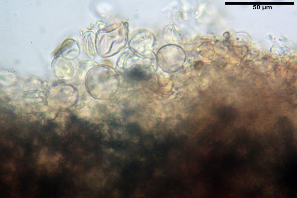 Cystodermella cinnabarina 04.JPG