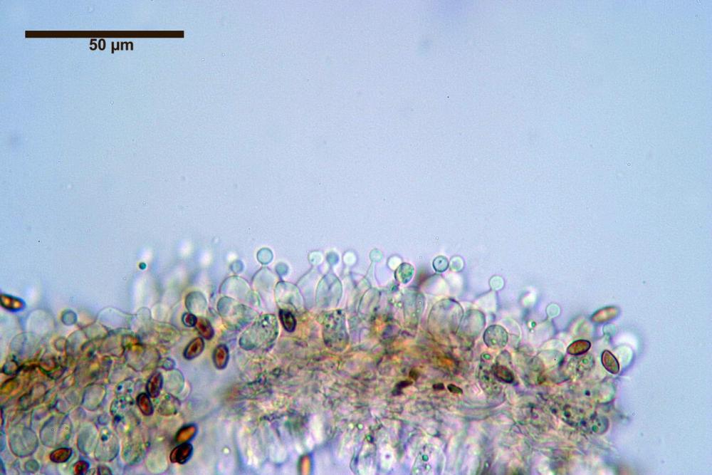 conocybe panaeoloides Cheilocistidi 24.jpg