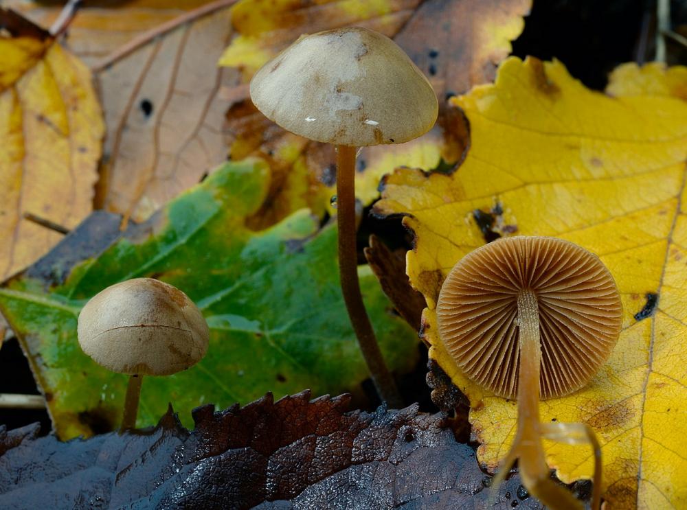 Conocybe juniana va  sordescens 01_ridimensiona.jpg