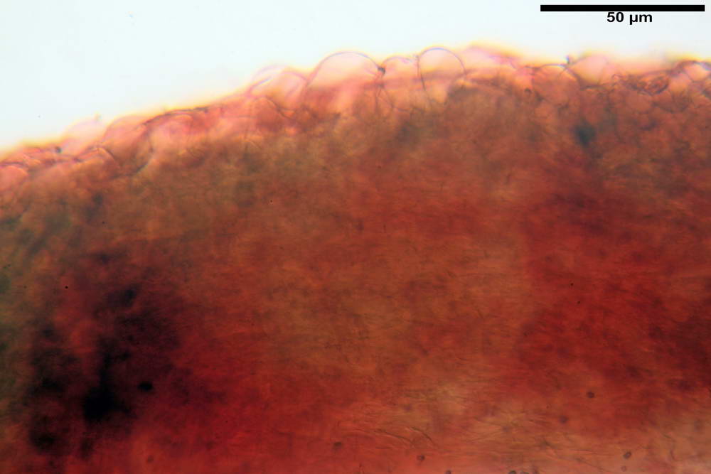 psathyrella hydrophila 08.jpg