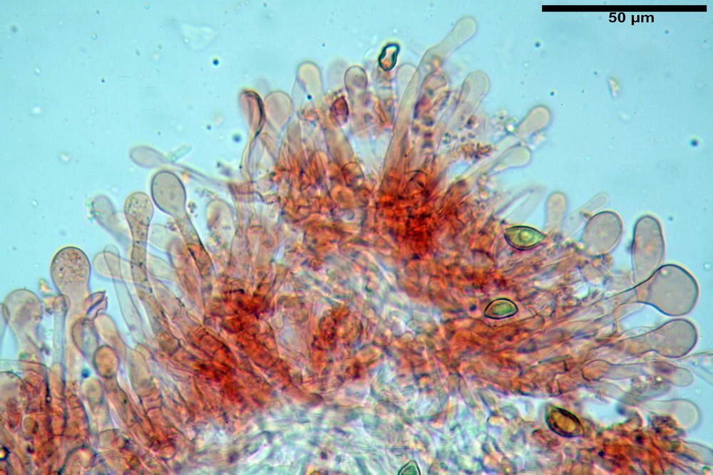 hebeloma velutipes 34.jpg