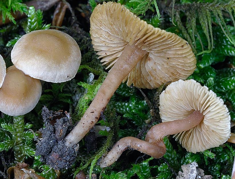 inocybe petiginosa 4684 01.jpg