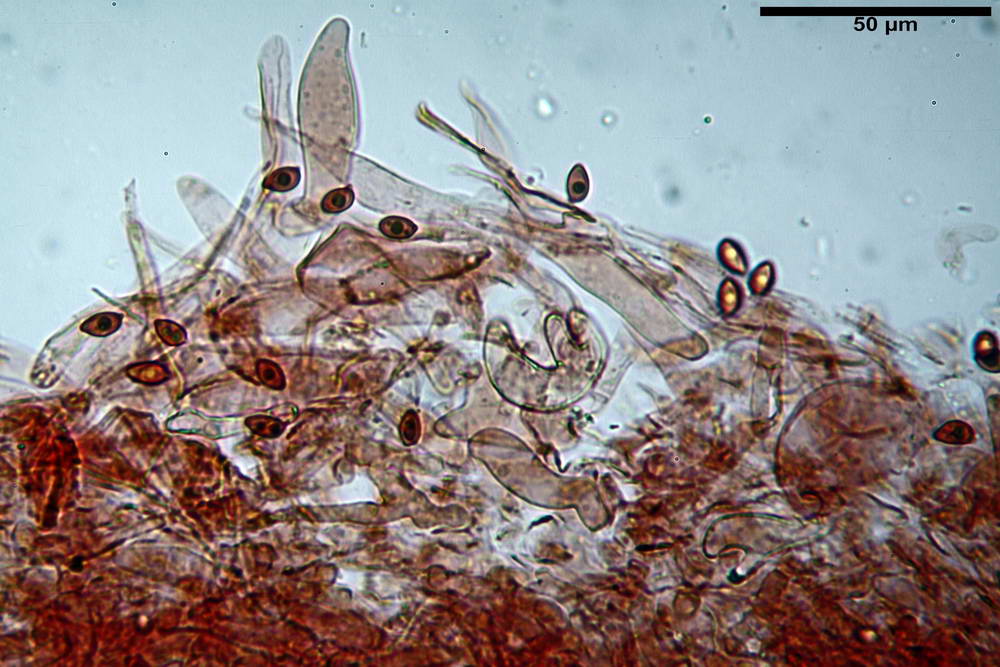 leucoagaricus purpureorimosus 4735 09.jpg